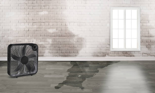 Best Flooded house restoration  in Edison, GA